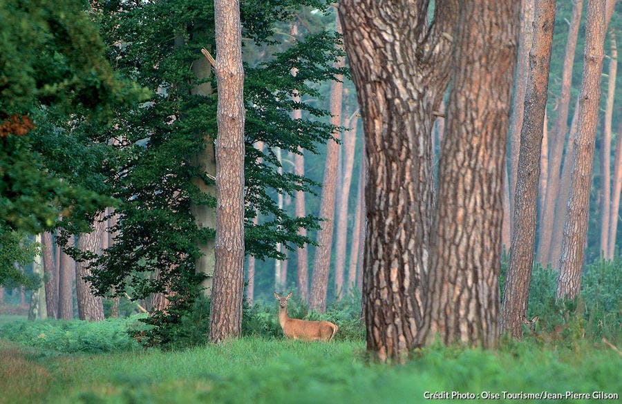foret_de_compiegne