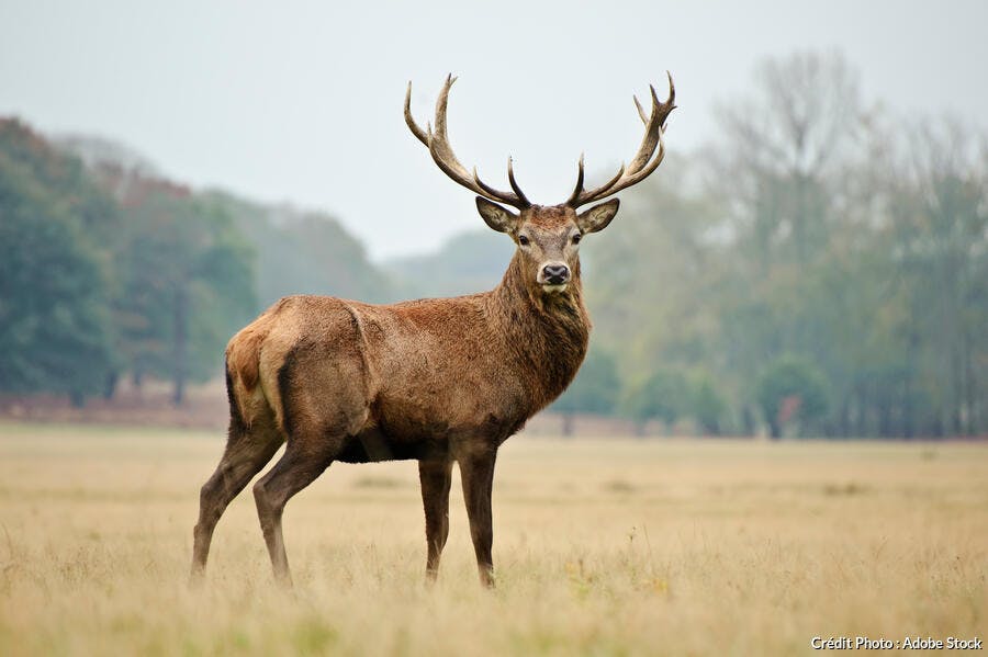 Un cerf