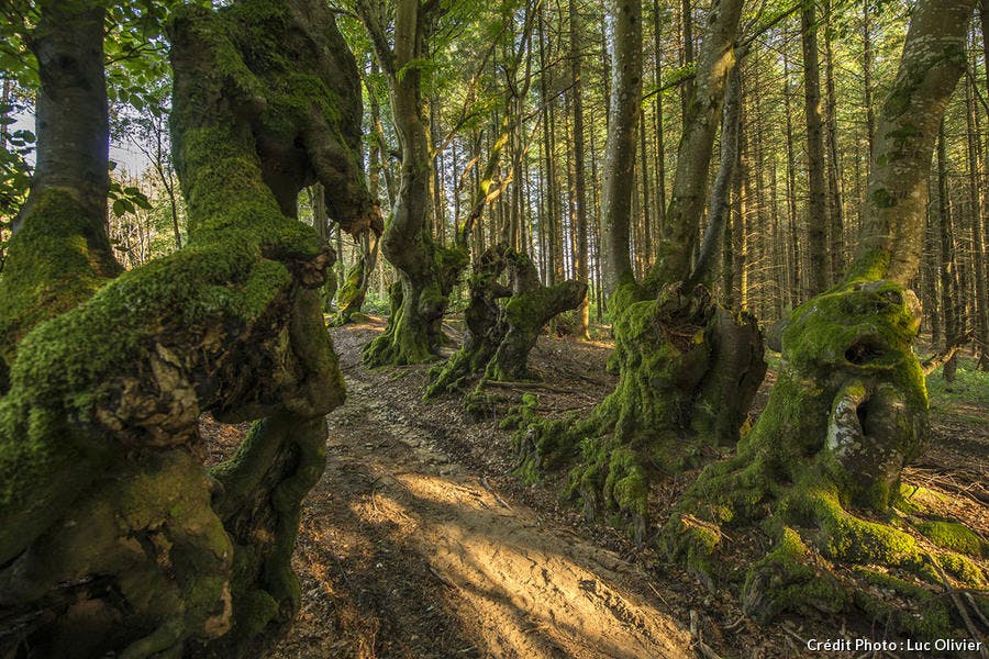 auvergne_selection_03_-_montagne_bourbonnaise-64_lo.jpg