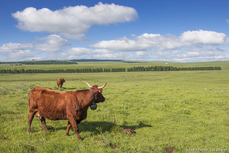 auvergne_selection_15_-_cezallier-2_lo.jpg