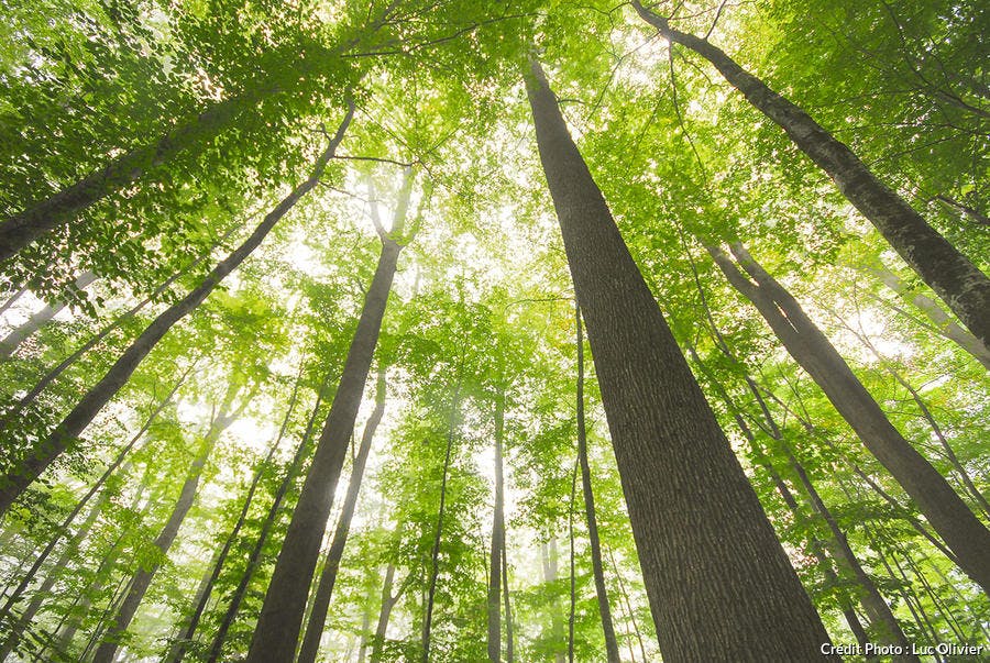 auvergne_selection_allier_la_foret_de_troncais_lo.jpg