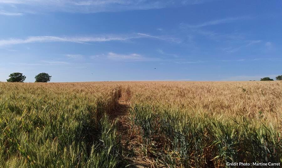 Le Vexin dans le Val d'Oise