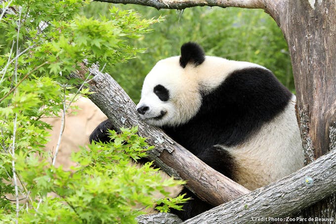 L'un des deux pandas géants de Beauval