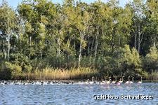 Corse-Biguglia-oiseaux_br.jpg