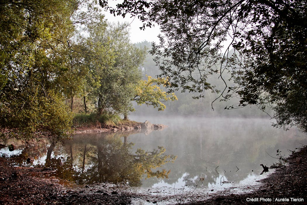 La forêt de Brocéliande dans le Morbihan