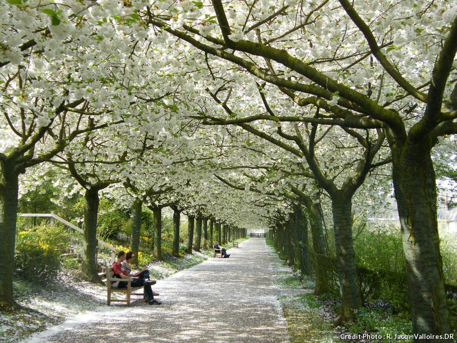 Cerisiers dans les jardins de Valloires