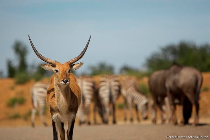 Impala au safari de Peaugres