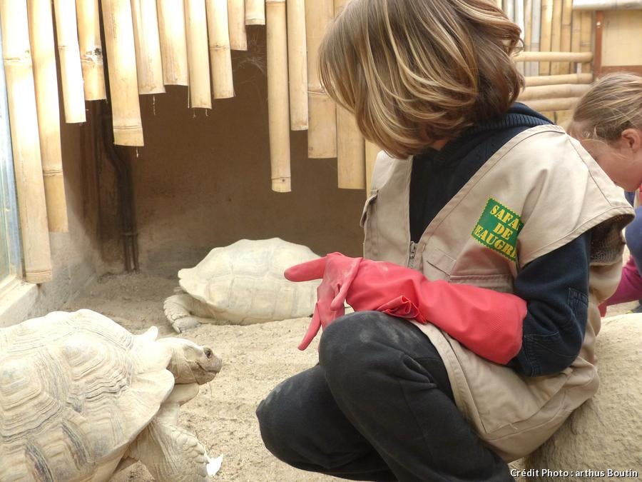Responsable animalière du Safari de Peaugres donne à manger à une tortue