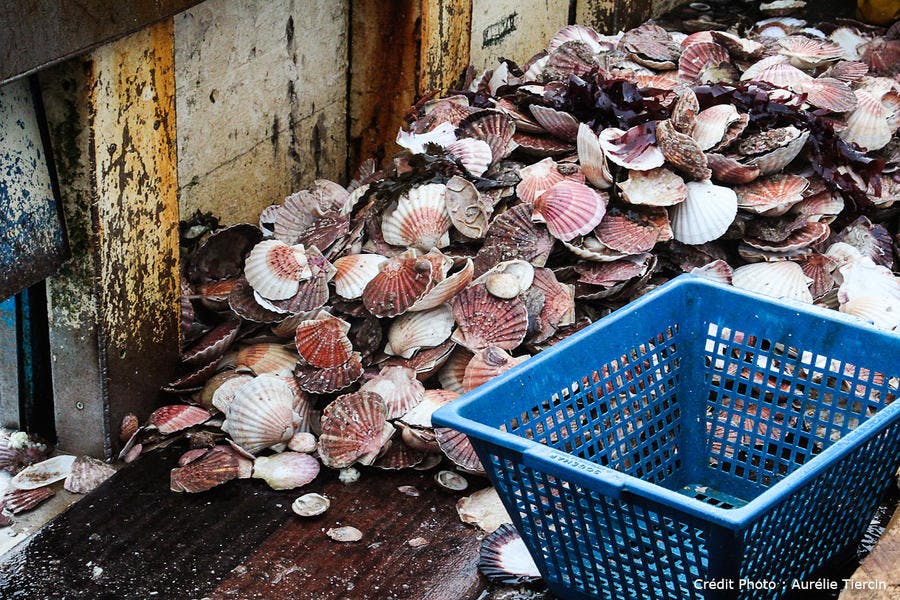 coquille saint jacques baie de saint brieuc