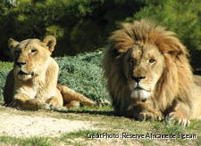 Couple de lions à la réserve de Sigean