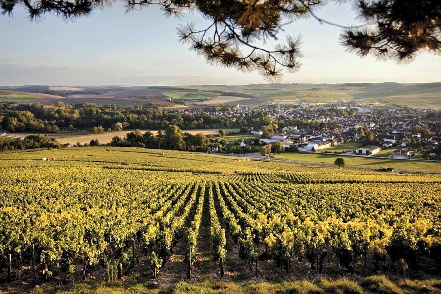 def-187-chablis-chablis-vigne-27.jpg