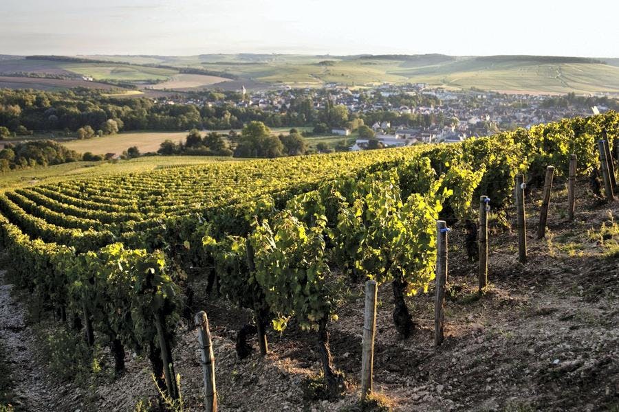 def-187-chablis-chablis-vigne-36.jpg