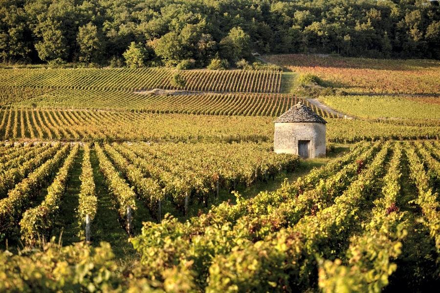 def-187-vin-beaune-savigny-64.jpg