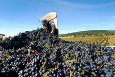 def-187-vin-vendange-07.jpg