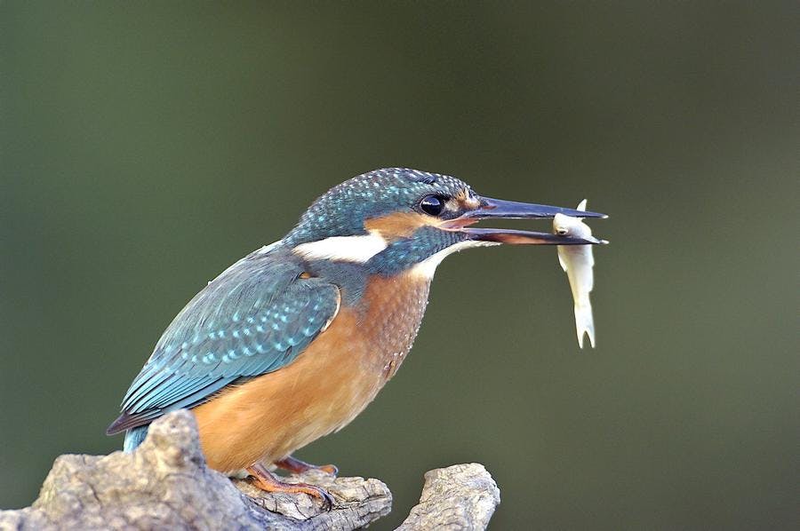 Martinpêcheur