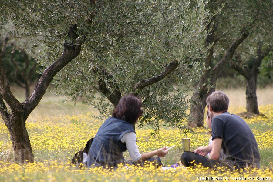 Paysage de garrigue