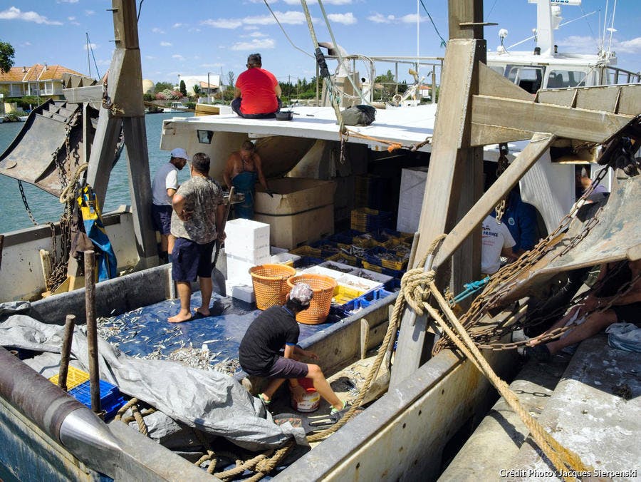 Bateau qui alimente la Criée du grau d'Agde