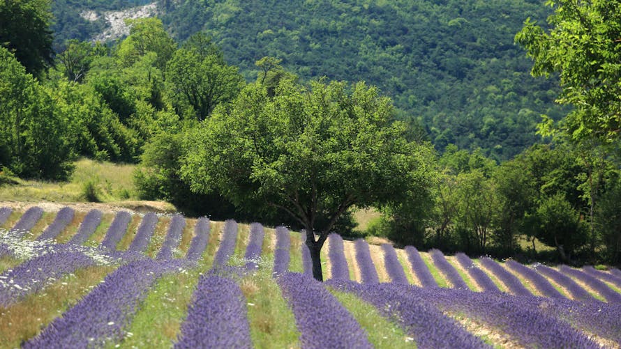 Paysage de lavande dans la Drôme