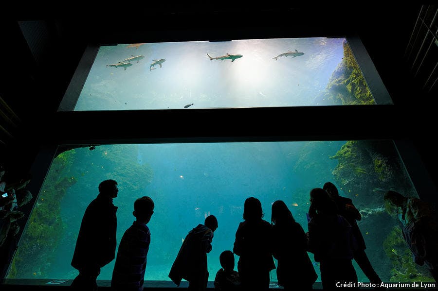 L'Aquarium de Lyon
