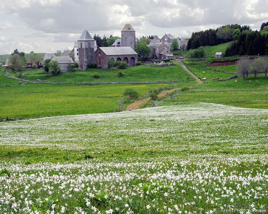 champs de narcisses en Aubrac