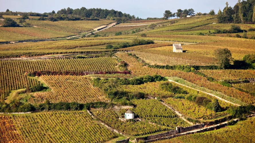 Le vignoble de Pommard, en Bourgogne