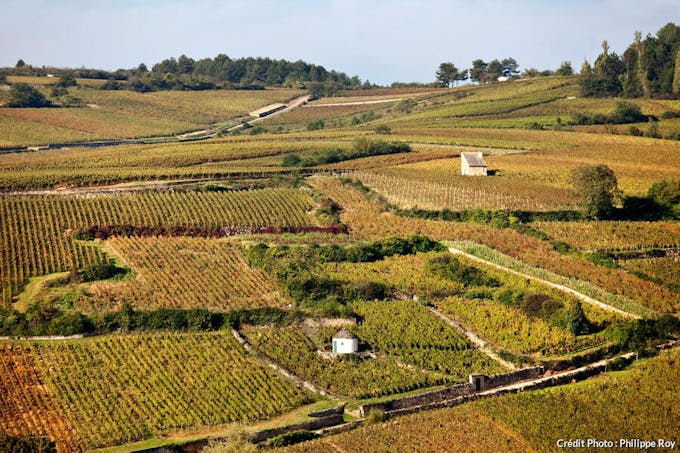 Le vignoble de Pommard, en Bourgogne