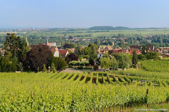 Le vignoble de Mittelbergheim, en Alsace