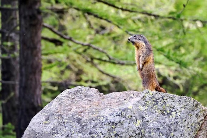 Marmotte dans le parc du Mercantour