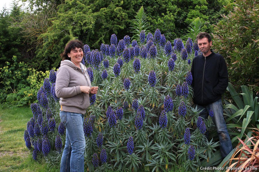 det_brehat_echium_fastuosum.jpg