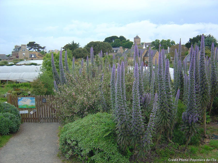 det_brehat_echium_pininana.jpg