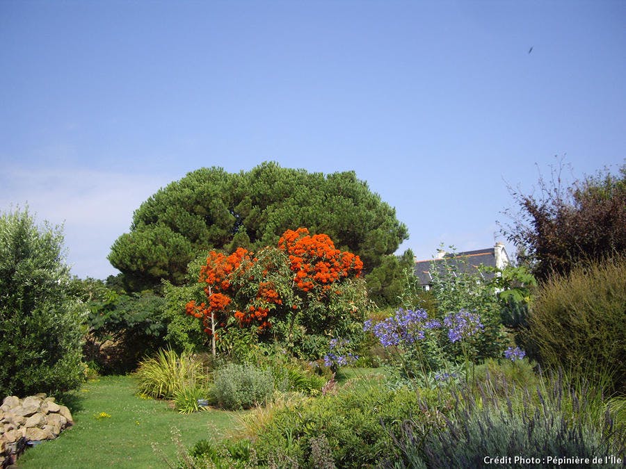det_brehat_eucalyptus_ficifolia_2012-1.jpg