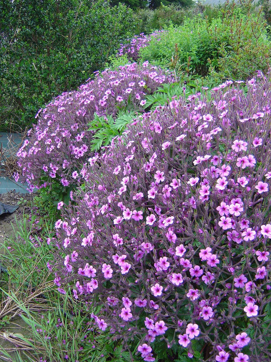 det_brehat_geranium_de_madere02.jpg