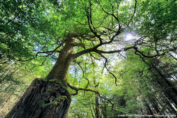 La forêt de Brocéliance