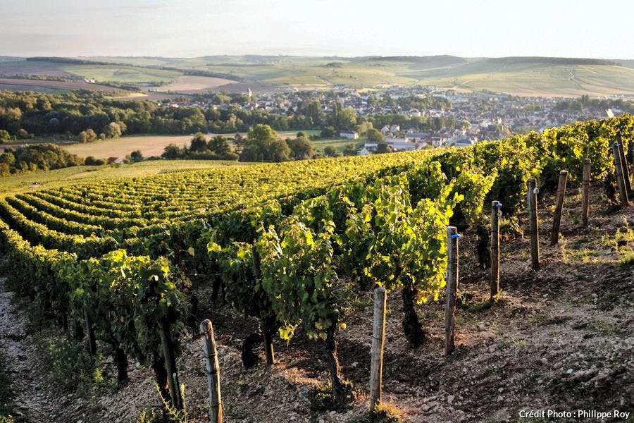Le vignoble de Chablis, en Bourgogne