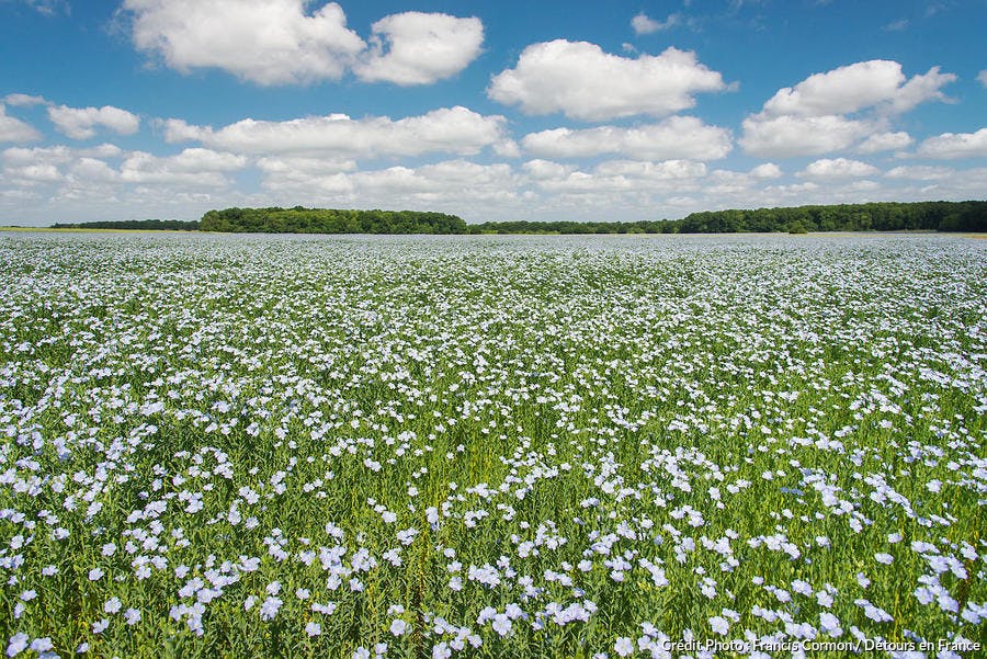 Champ de lin en fleurs à Saint-Pierre-la-Garenne, dans l'Eure (Normandie)