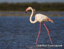 PNR de Camargue