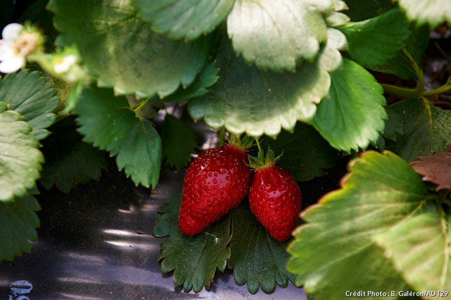 fraises de plougastel