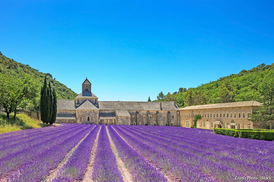 Champ de lavande devant l'abbaye de Gordes