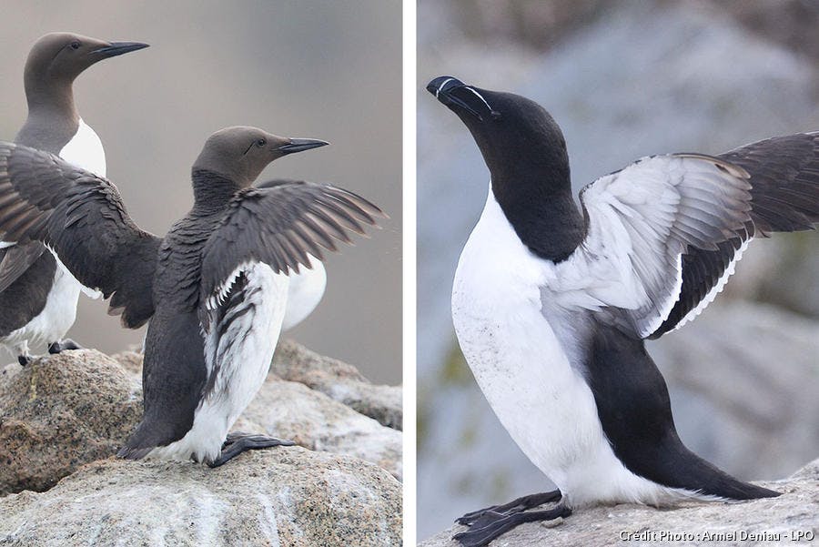 det_guillemot_pingouin.jpg
