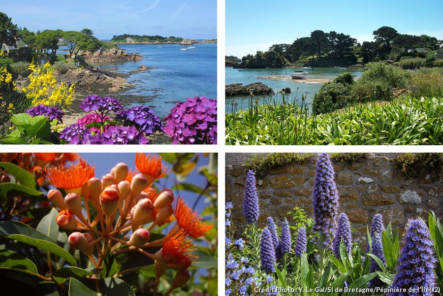 Diverses fleurs