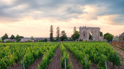 Vignes