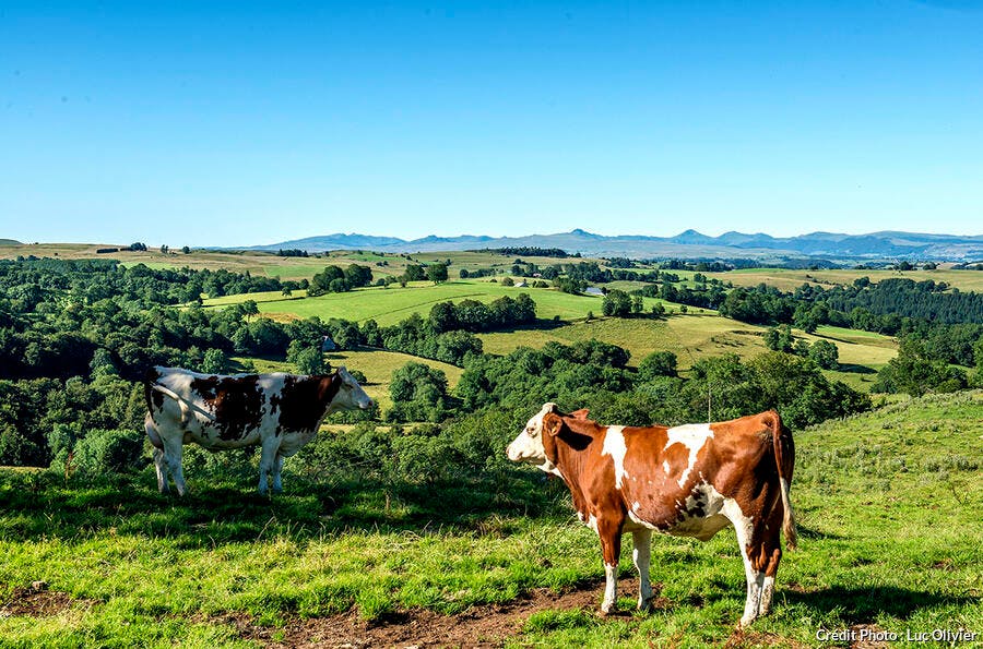 Vaches