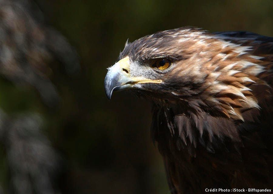 Aigle Royal