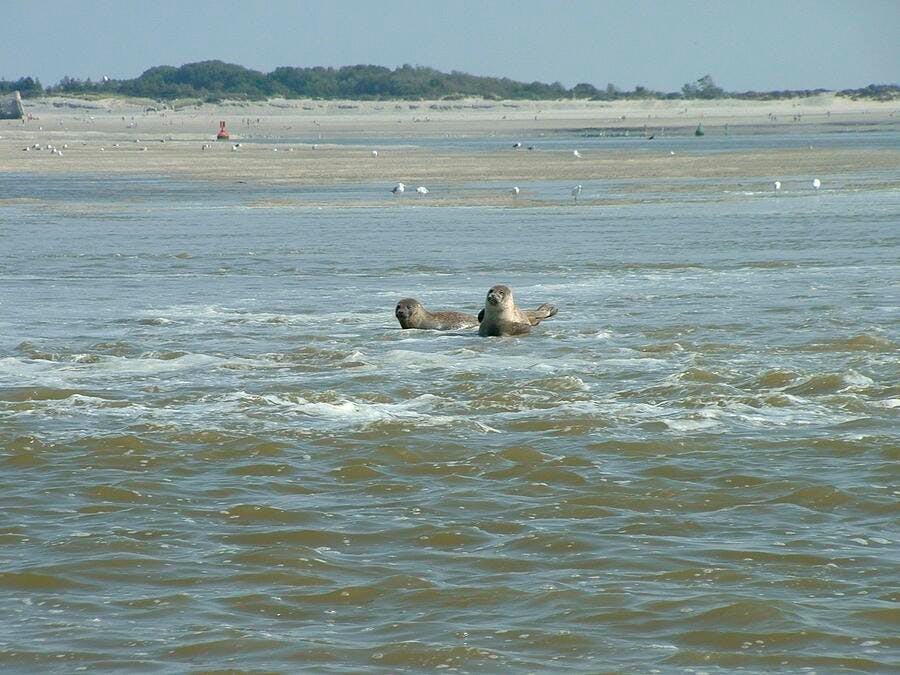 det_hs_france-sauvage-2013_baie-de-somme_phoques_picardie-nature-cdt-somme.jpg