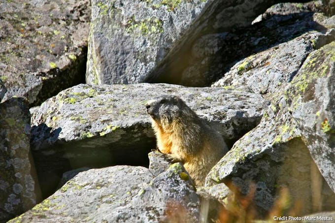 marmotte de la réserve naturelle de la Vallée de Chaudefour