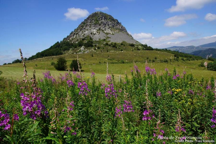 det_hs_france-sauvage-2013_sources-loire_gerbier-avec-epilobe_yves-francois.jpg
