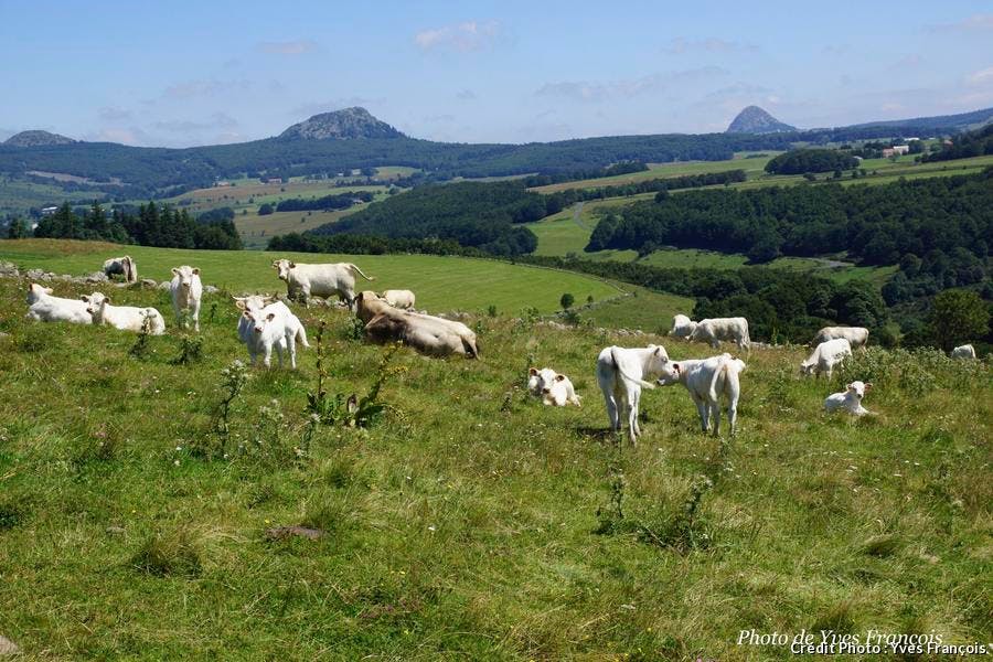 paysage de sucs et vaches