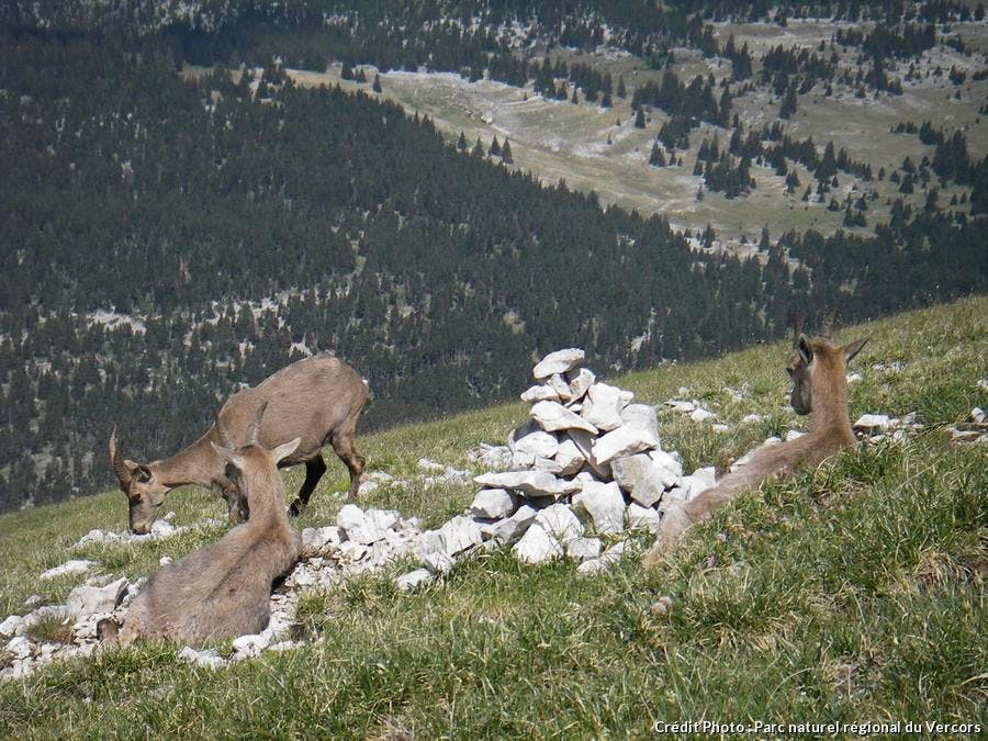 Parc du Vercors