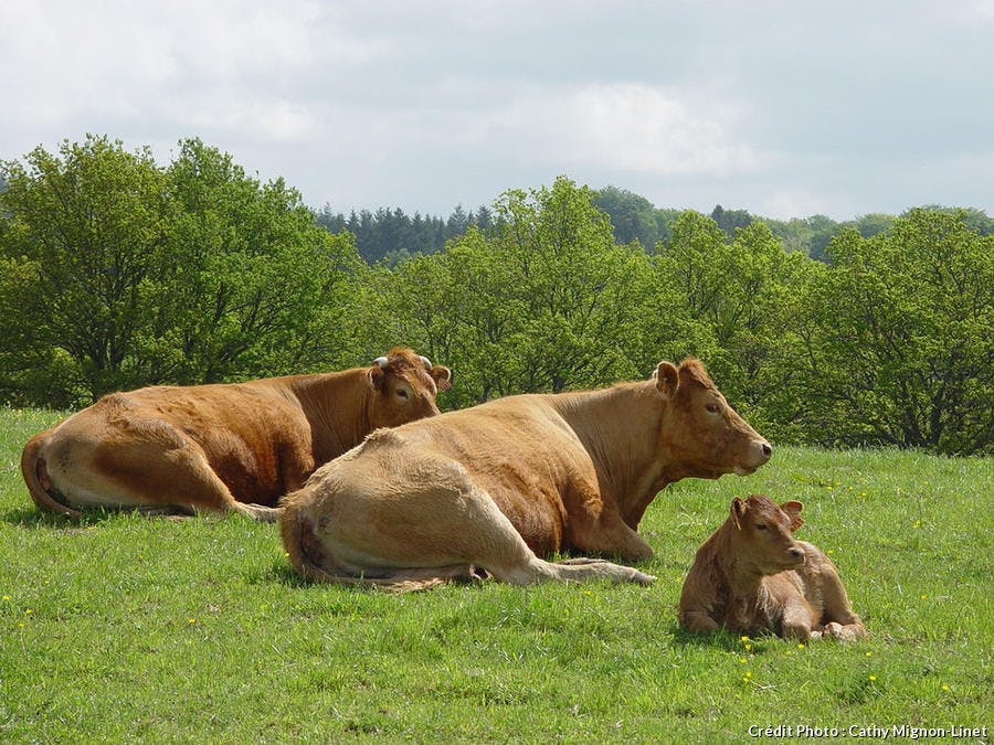 Vache pure race