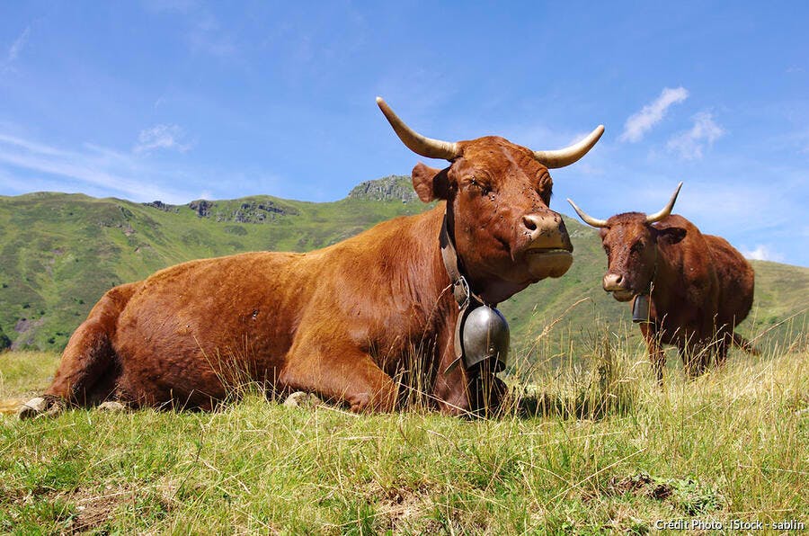Vache